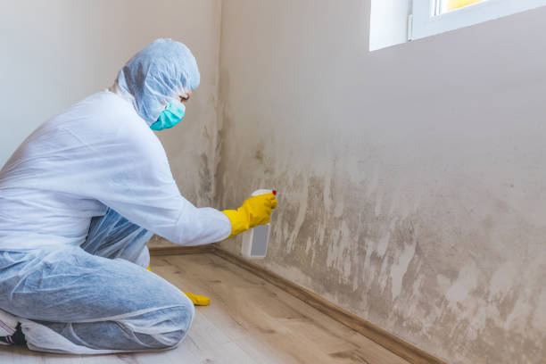 Licensed Mold Remediation service in Hudson, IL - WQB Mold Removal