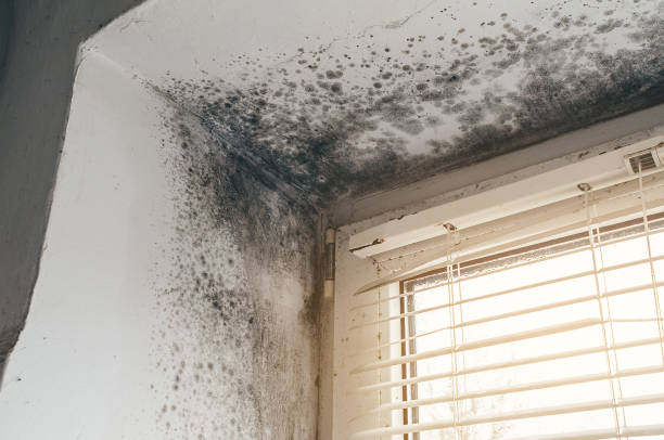 Affordable Mold Remediation solutions in Hudson, IL